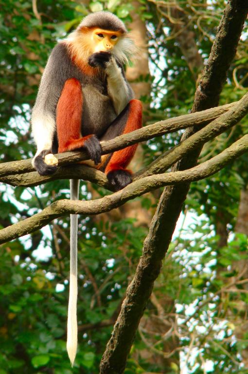 Nouvel an lunaire vietnamien, le 08 février 2016: Fête du Têt, année du Singe